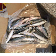 (7-8PCS / kg) W / R Nuevos pescados Pacific Mackerel